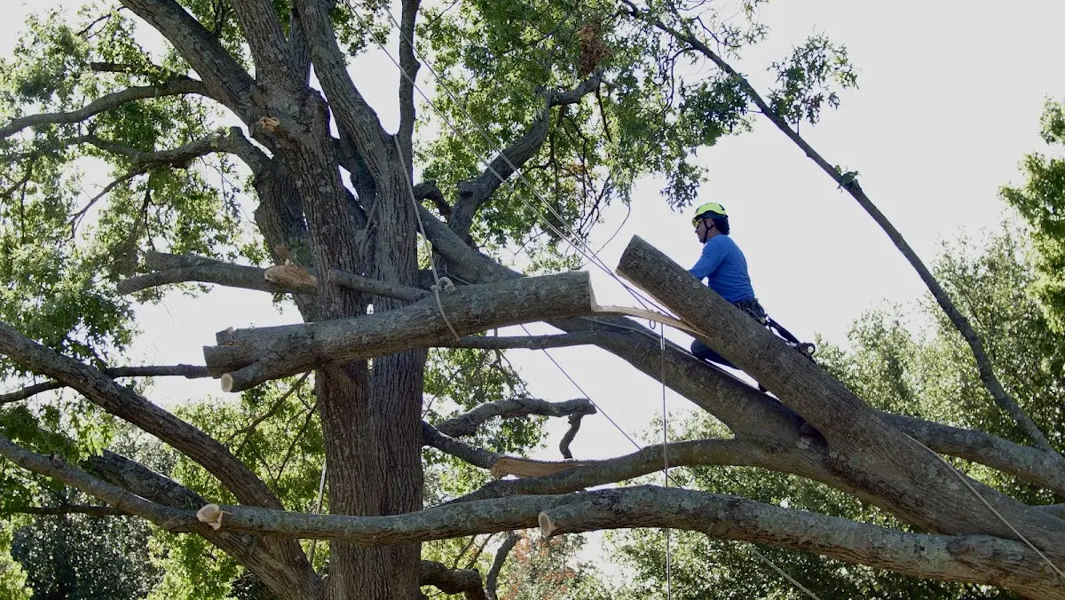 Professional Crown Thinning performed by certified arborists in Ona